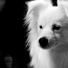 _DSC2354_klein