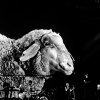 _DSC1371_klein