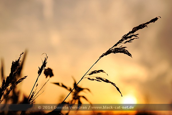 DSC5750 klein