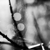 _D4S2986_klein
