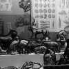 _DSC1532_klein