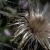 _D3S4589_klein