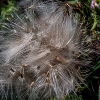_D3S4627_klein